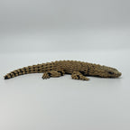 Flexi Girdled Armadillo Lizard